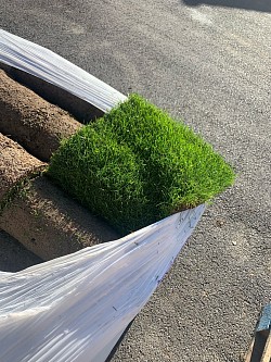 Gazon de plaquage en rouleaux naturel