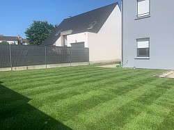 Gazon de plaquage  en rouleaux naturel